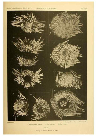 Reproducción/Reproduction 49485086277: Wissenschaftliche Ergebnisse der Deutschen Tiefsee-Expedition auf dem Dampfer ""Valdivia"" 1898-1899.. Jena,G. Fischer,1902-40.. 