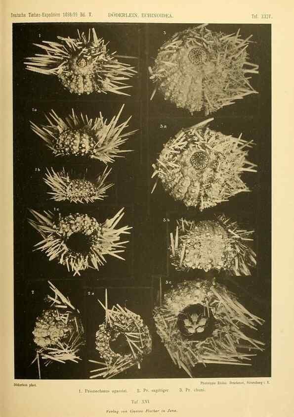 Reproducción/Reproduction 49485086277: Wissenschaftliche Ergebnisse der Deutschen Tiefsee-Expedition auf dem Dampfer ""Valdivia"" 1898-1899.. Jena,G. Fischer,1902-40.. 