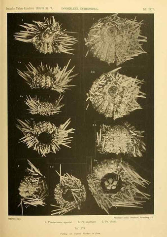 Reproducción/Reproduction 49485086277: Wissenschaftliche Ergebnisse der Deutschen Tiefsee-Expedition auf dem Dampfer ""Valdivia"" 1898-1899.. Jena,G. Fischer,1902-40.. 