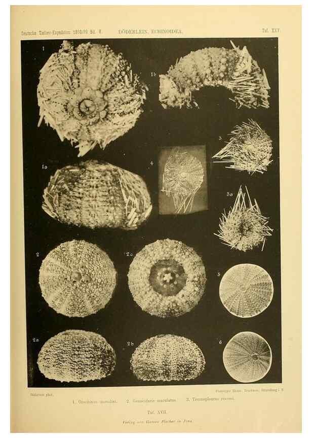 Reproducción/Reproduction 49484389098: Wissenschaftliche Ergebnisse der Deutschen Tiefsee-Expedition auf dem Dampfer ""Valdivia"" 1898-1899.. Jena,G. Fischer,1902-40.. 