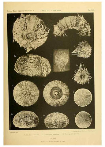 Reproducción/Reproduction 49484389098: Wissenschaftliche Ergebnisse der Deutschen Tiefsee-Expedition auf dem Dampfer ""Valdivia"" 1898-1899.. Jena,G. Fischer,1902-40.. 