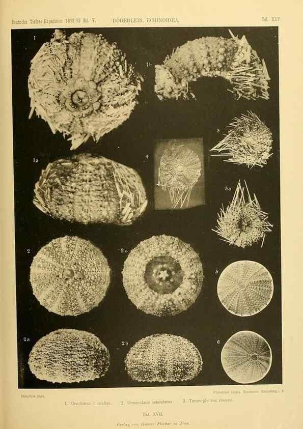Reproducción/Reproduction 49484389098: Wissenschaftliche Ergebnisse der Deutschen Tiefsee-Expedition auf dem Dampfer ""Valdivia"" 1898-1899.. Jena,G. Fischer,1902-40.. 