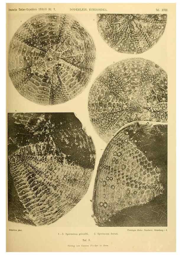 Reproducción/Reproduction 49484878041: Wissenschaftliche Ergebnisse der Deutschen Tiefsee-Expedition auf dem Dampfer ""Valdivia"" 1898-1899.. Jena,G. Fischer,1902-40.. 
