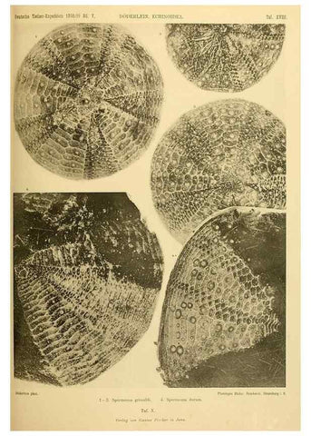 Reproducción/Reproduction 49484878041: Wissenschaftliche Ergebnisse der Deutschen Tiefsee-Expedition auf dem Dampfer ""Valdivia"" 1898-1899.. Jena,G. Fischer,1902-40.. 