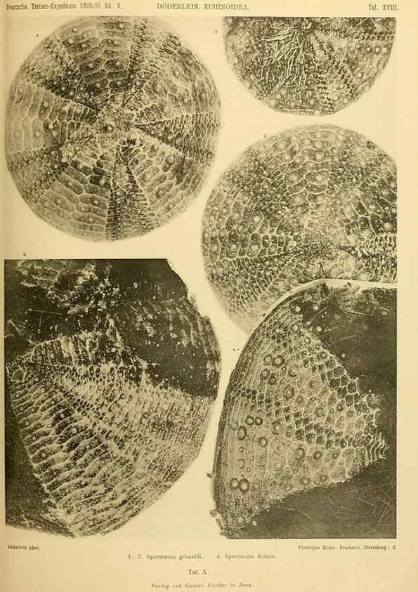 Reproducción/Reproduction 49484878041: Wissenschaftliche Ergebnisse der Deutschen Tiefsee-Expedition auf dem Dampfer ""Valdivia"" 1898-1899.. Jena,G. Fischer,1902-40.. 