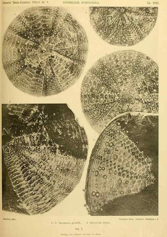 Reproducción/Reproduction 49484878041: Wissenschaftliche Ergebnisse der Deutschen Tiefsee-Expedition auf dem Dampfer ""Valdivia"" 1898-1899.. Jena,G. Fischer,1902-40.. 