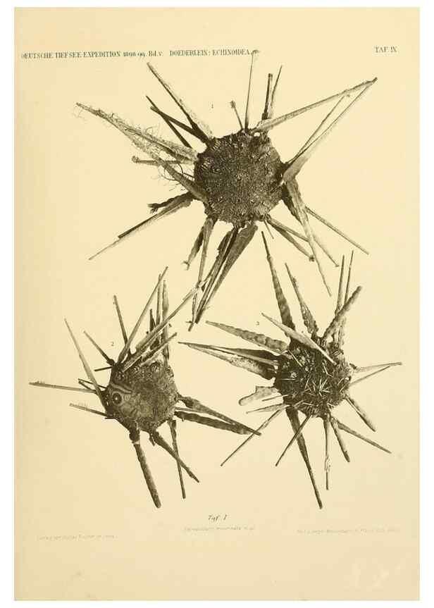 Reproducción/Reproduction 49484383763: Wissenschaftliche Ergebnisse der Deutschen Tiefsee-Expedition auf dem Dampfer ""Valdivia"" 1898-1899.. Jena,G. Fischer,1902-40.. 