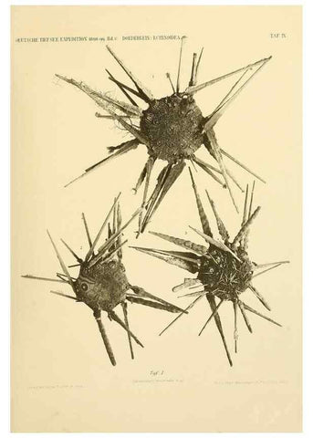 Reproducción/Reproduction 49484383763: Wissenschaftliche Ergebnisse der Deutschen Tiefsee-Expedition auf dem Dampfer ""Valdivia"" 1898-1899.. Jena,G. Fischer,1902-40.. 