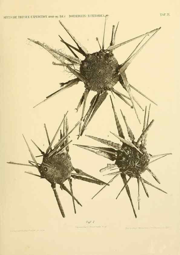 Reproducción/Reproduction 49484383763: Wissenschaftliche Ergebnisse der Deutschen Tiefsee-Expedition auf dem Dampfer ""Valdivia"" 1898-1899.. Jena,G. Fischer,1902-40.. 