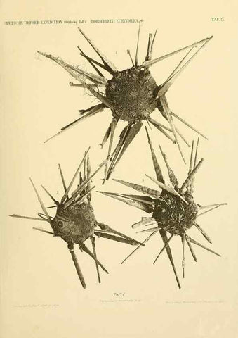 Reproducción/Reproduction 49484383763: Wissenschaftliche Ergebnisse der Deutschen Tiefsee-Expedition auf dem Dampfer ""Valdivia"" 1898-1899.. Jena,G. Fischer,1902-40.. 