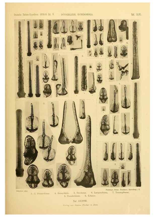 Reproducción/Reproduction 49484886226: Wissenschaftliche Ergebnisse der Deutschen Tiefsee-Expedition auf dem Dampfer ""Valdivia"" 1898-1899.. Jena,G. Fischer,1902-40.. 
