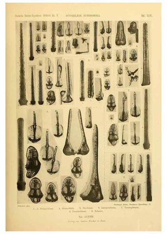 Reproducción/Reproduction 49484886226: Wissenschaftliche Ergebnisse der Deutschen Tiefsee-Expedition auf dem Dampfer ""Valdivia"" 1898-1899.. Jena,G. Fischer,1902-40.. 