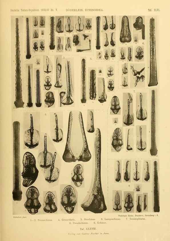 Reproducción/Reproduction 49484886226: Wissenschaftliche Ergebnisse der Deutschen Tiefsee-Expedition auf dem Dampfer ""Valdivia"" 1898-1899.. Jena,G. Fischer,1902-40.. 