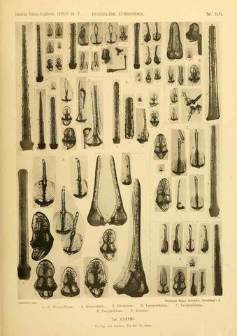 Reproducción/Reproduction 49484886226: Wissenschaftliche Ergebnisse der Deutschen Tiefsee-Expedition auf dem Dampfer ""Valdivia"" 1898-1899.. Jena,G. Fischer,1902-40.. 