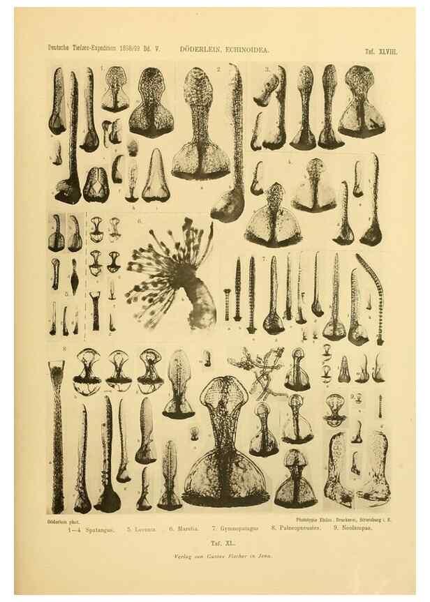 Reproducción/Reproduction 49484887041: Wissenschaftliche Ergebnisse der Deutschen Tiefsee-Expedition auf dem Dampfer ""Valdivia"" 1898-1899.. Jena,G. Fischer,1902-40.. 
