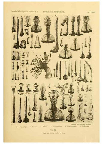 Reproducción/Reproduction 49484887041: Wissenschaftliche Ergebnisse der Deutschen Tiefsee-Expedition auf dem Dampfer ""Valdivia"" 1898-1899.. Jena,G. Fischer,1902-40.. 