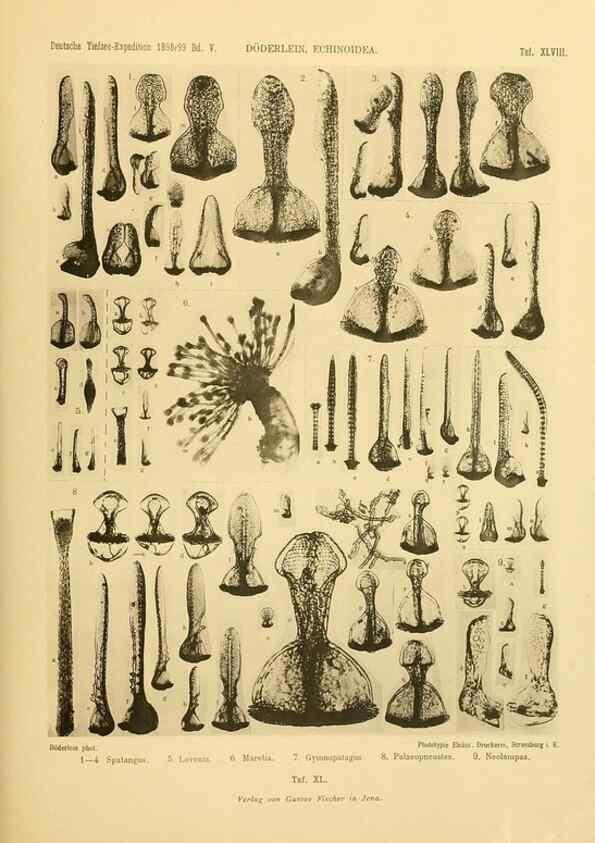 Reproducción/Reproduction 49484887041: Wissenschaftliche Ergebnisse der Deutschen Tiefsee-Expedition auf dem Dampfer ""Valdivia"" 1898-1899.. Jena,G. Fischer,1902-40.. 