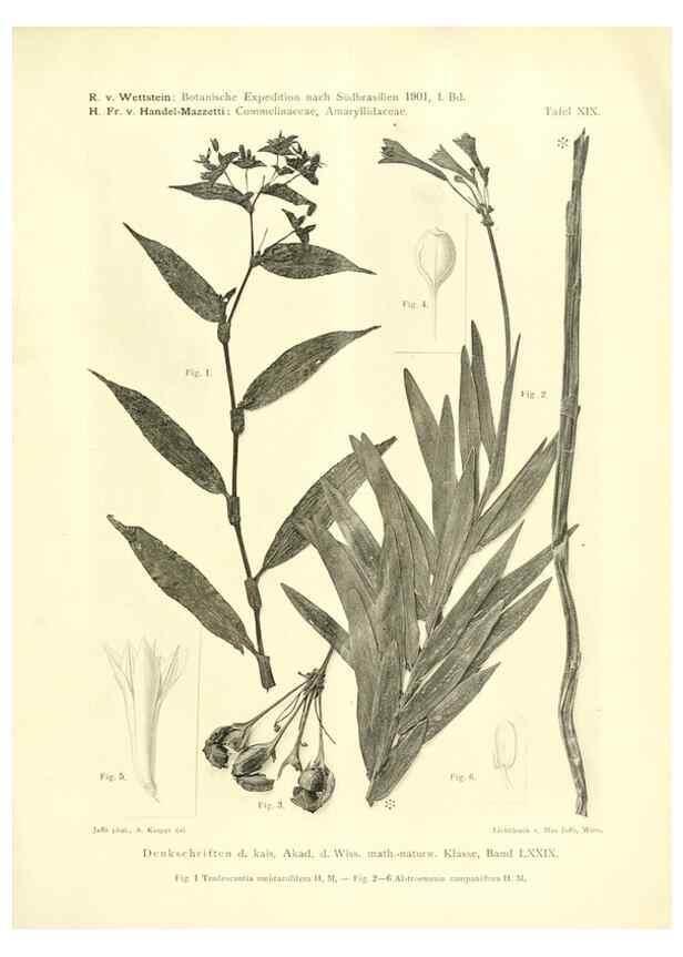 Reproducción/Reproduction 49487143743: Pteridophyta und Anthophyta /. Wien :K.K. Hof- und Staatsdruckerei,1908.. 