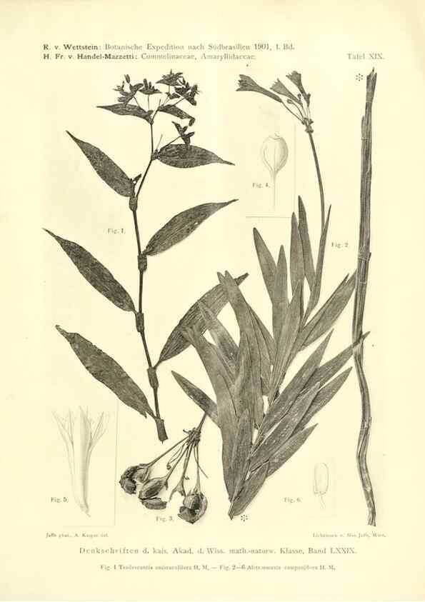 Reproducción/Reproduction 49487143743: Pteridophyta und Anthophyta /. Wien :K.K. Hof- und Staatsdruckerei,1908.. 