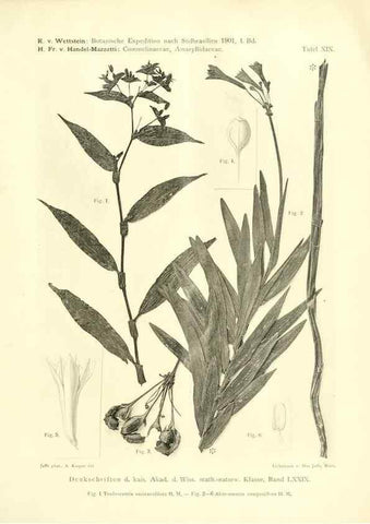 Reproducción/Reproduction 49487143743: Pteridophyta und Anthophyta /. Wien :K.K. Hof- und Staatsdruckerei,1908.. 