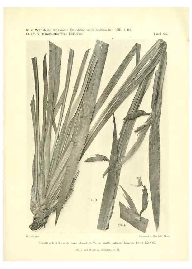 Reproducción/Reproduction 49487849472: Pteridophyta und Anthophyta /. Wien :K.K. Hof- und Staatsdruckerei,1908.. 