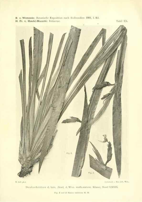 Reproducción/Reproduction 49487849472: Pteridophyta und Anthophyta /. Wien :K.K. Hof- und Staatsdruckerei,1908.. 