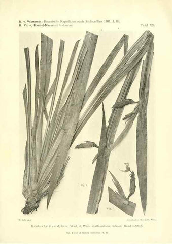 Reproducción/Reproduction 49487849472: Pteridophyta und Anthophyta /. Wien :K.K. Hof- und Staatsdruckerei,1908.. 