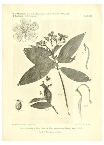 Reproducción/Reproduction 49487849737: Pteridophyta und Anthophyta /. Wien :K.K. Hof- und Staatsdruckerei,1908.. 