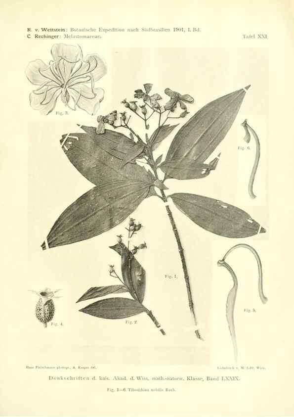 Reproducción/Reproduction 49487849737: Pteridophyta und Anthophyta /. Wien :K.K. Hof- und Staatsdruckerei,1908.. 