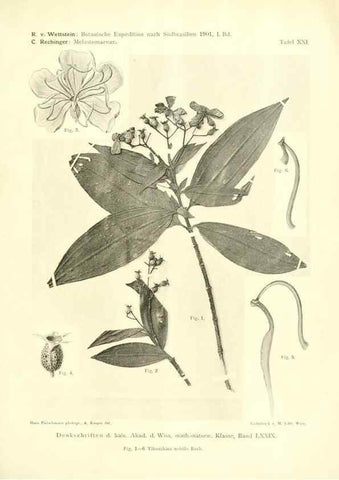 Reproducción/Reproduction 49487849737: Pteridophyta und Anthophyta /. Wien :K.K. Hof- und Staatsdruckerei,1908.. 