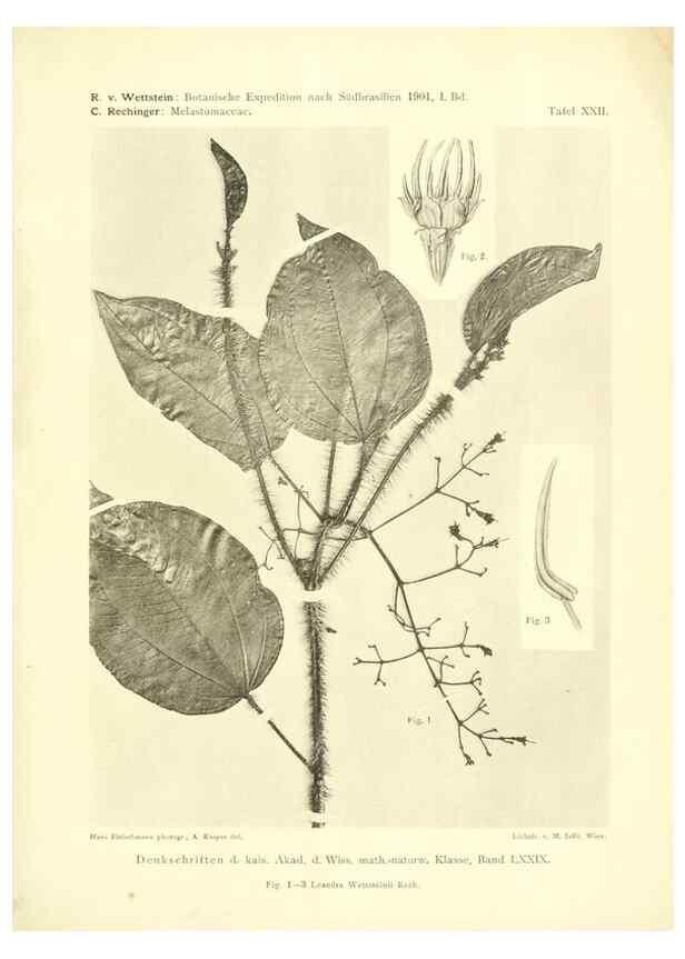 Reproducción/Reproduction 49487850027: Pteridophyta und Anthophyta /. Wien :K.K. Hof- und Staatsdruckerei,1908.. 