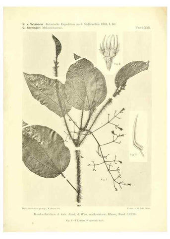 Reproducción/Reproduction 49487850027: Pteridophyta und Anthophyta /. Wien :K.K. Hof- und Staatsdruckerei,1908.. 