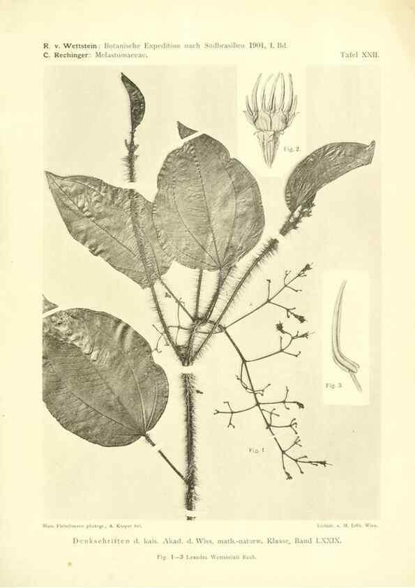 Reproducción/Reproduction 49487850027: Pteridophyta und Anthophyta /. Wien :K.K. Hof- und Staatsdruckerei,1908.. 