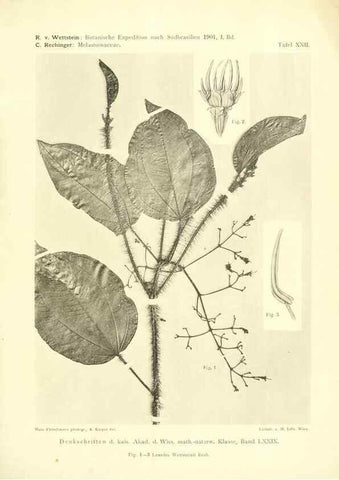 Reproducción/Reproduction 49487850027: Pteridophyta und Anthophyta /. Wien :K.K. Hof- und Staatsdruckerei,1908.. 