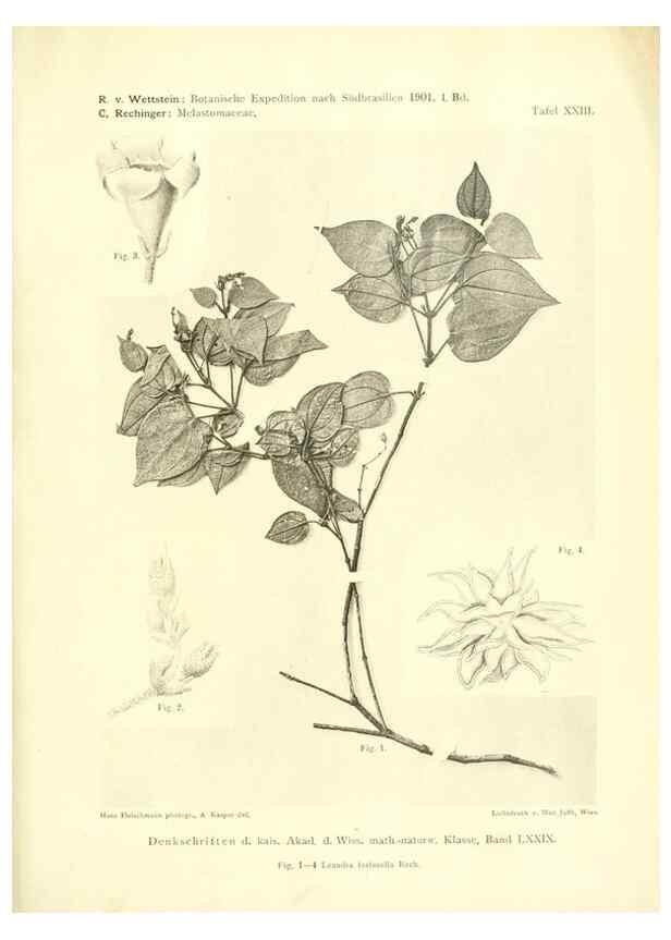 Reproducción/Reproduction 49487850242: Pteridophyta und Anthophyta /. Wien :K.K. Hof- und Staatsdruckerei,1908.. 