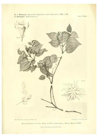 Reproducción/Reproduction 49487850242: Pteridophyta und Anthophyta /. Wien :K.K. Hof- und Staatsdruckerei,1908.. 