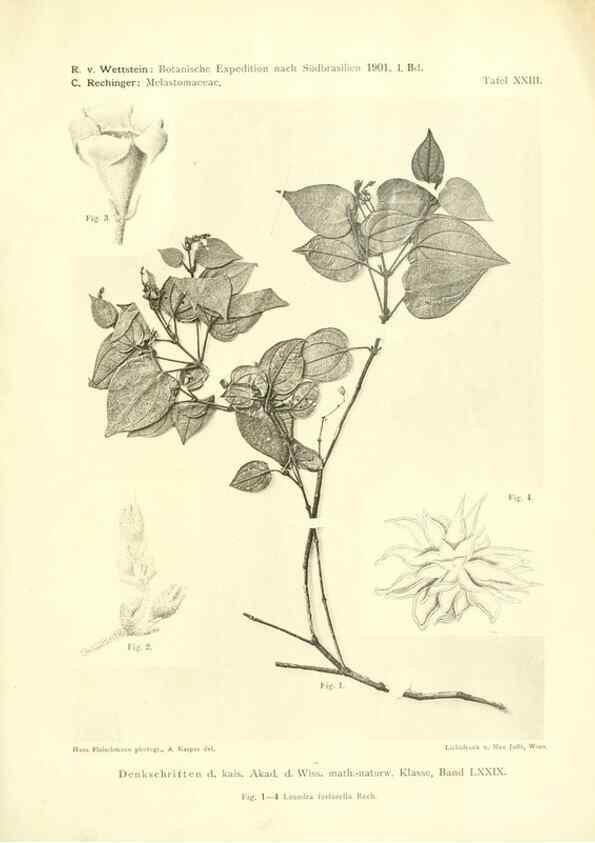Reproducción/Reproduction 49487850242: Pteridophyta und Anthophyta /. Wien :K.K. Hof- und Staatsdruckerei,1908.. 