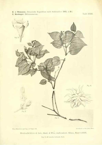Reproducción/Reproduction 49487850242: Pteridophyta und Anthophyta /. Wien :K.K. Hof- und Staatsdruckerei,1908.. 