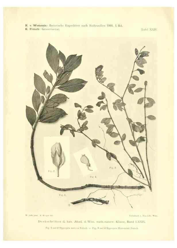 Reproducción/Reproduction 49487850427: Pteridophyta und Anthophyta /. Wien :K.K. Hof- und Staatsdruckerei,1908.. 