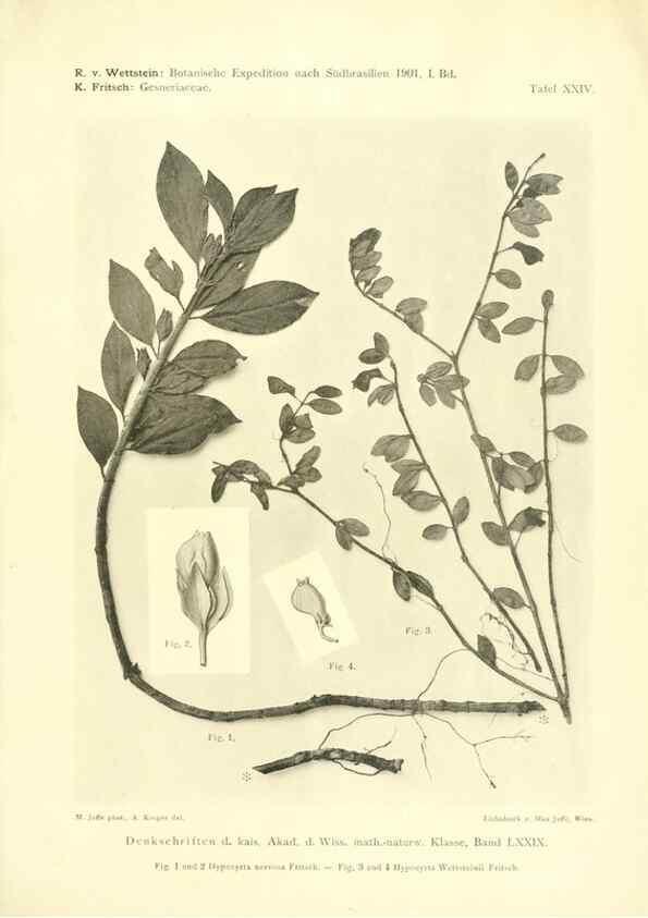 Reproducción/Reproduction 49487850427: Pteridophyta und Anthophyta /. Wien :K.K. Hof- und Staatsdruckerei,1908.. 