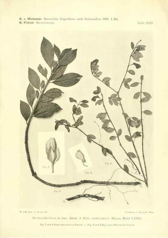 Reproducción/Reproduction 49487850427: Pteridophyta und Anthophyta /. Wien :K.K. Hof- und Staatsdruckerei,1908.. 