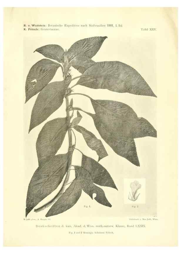 Reproducción/Reproduction 49487145128: Pteridophyta und Anthophyta /. Wien :K.K. Hof- und Staatsdruckerei,1908.. 
