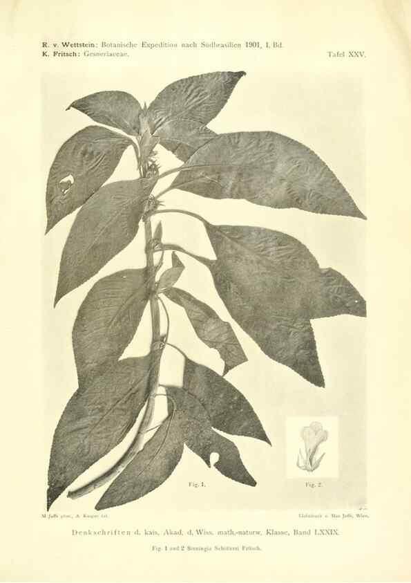 Reproducción/Reproduction 49487145128: Pteridophyta und Anthophyta /. Wien :K.K. Hof- und Staatsdruckerei,1908.. 