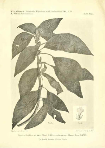 Reproducción/Reproduction 49487145128: Pteridophyta und Anthophyta /. Wien :K.K. Hof- und Staatsdruckerei,1908.. 