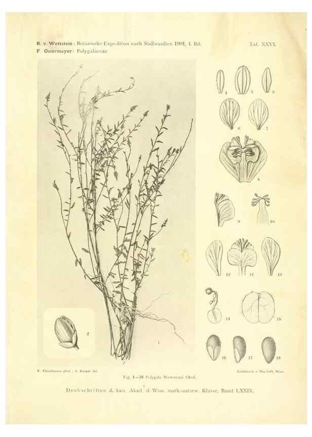 Reproducción/Reproduction 49487850882: Pteridophyta und Anthophyta /. Wien :K.K. Hof- und Staatsdruckerei,1908.. 