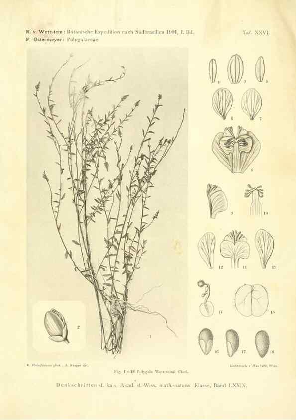 Reproducción/Reproduction 49487850882: Pteridophyta und Anthophyta /. Wien :K.K. Hof- und Staatsdruckerei,1908.. 