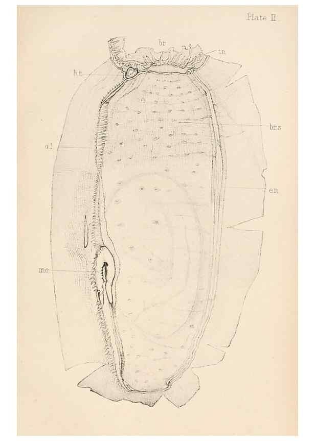 Reproducción/Reproduction 49487879018: The British Tunicata;. London,Printed for the Ray society,1905-12.. 