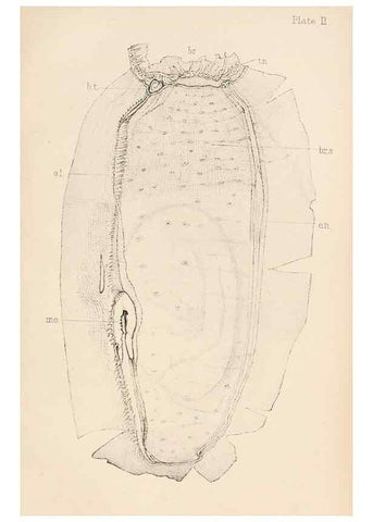 Reproducción/Reproduction 49487879018: The British Tunicata;. London,Printed for the Ray society,1905-12.. 