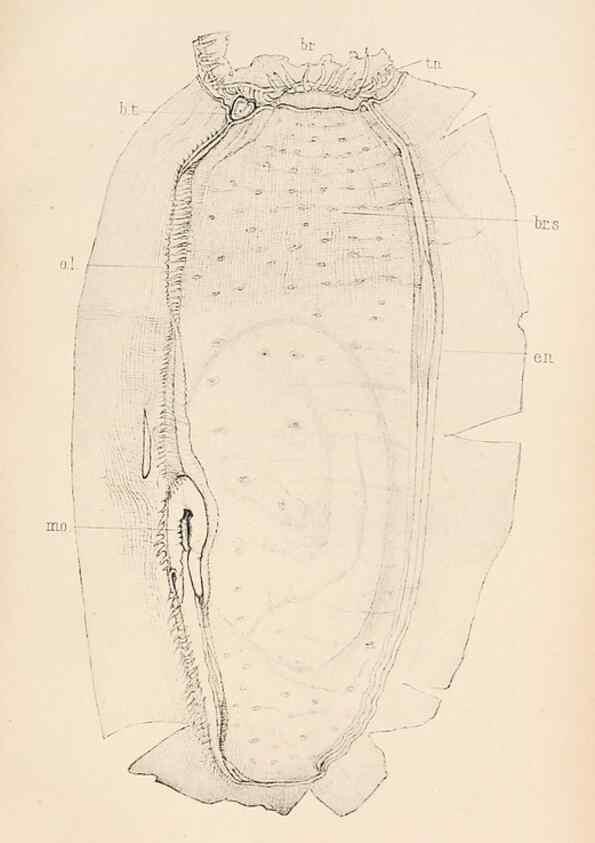 Reproducción/Reproduction 49487879018: The British Tunicata;. London,Printed for the Ray society,1905-12.. 