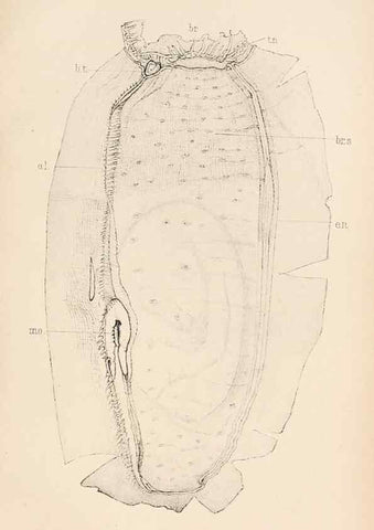 Reproducción/Reproduction 49487879018: The British Tunicata;. London,Printed for the Ray society,1905-12.. 
